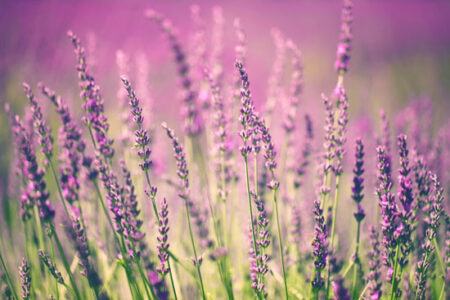 5 Relaxing Uses for Lavender Essential Oil
